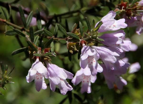 Westringia glabra photo