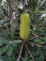 Banksia integrifolia ssp integrifolia