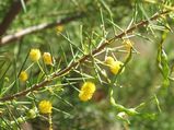 Acacia tetragonophylla