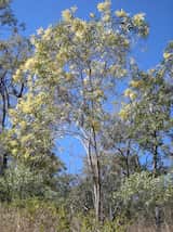 Acacia aulacocarpa