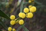 Acacia beckleri