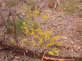 Acacia buxifolia