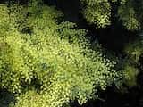 Acacia caesiella