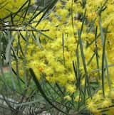 Acacia cognata