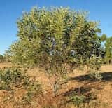 Acacia colei