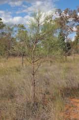Acacia coriacea