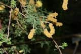 Acacia drummondii