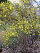 Acacia extensa