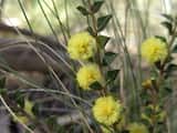 Acacia gunnii