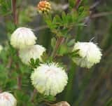 Acacia mitchellii