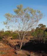 Acacia murrayana