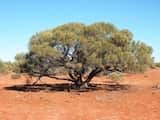 Acacia oswaldii