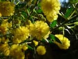 Acacia paradoxa