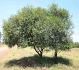 Acacia salicina