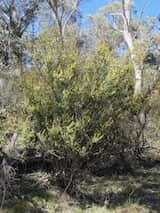 Acacia siculiformis