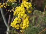 Acacia spectabilis