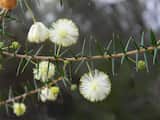 Acacia ulicifolia