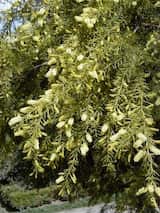 Acacia verticillata