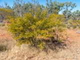 Acacia victoriae