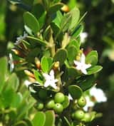Alyxia buxifolia