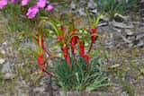 The Little Kangaroo Paw is a perennial clumping herb with strappy leaves, growing to about 0.5 m tall. Green and red flowers are produced in spring from August to October.