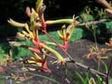 The Tall Kangaroo Paw is a perennial clumping herb, with strappy leaves, growing to about 1 m tall. Flowers are usually yellow and green, but can also be shades of pink, red, green, orange, brown....