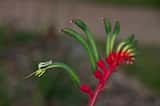 The Red & Green Kangaroo Paw is a perennial herbaceous plant with strappy leaves, growing to about 0.5 m tall, with flower stems to about 1 m tall. The flowers are red and green and are produced in...