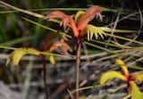 Albany Kangaroo Paw is a perennial herb with strappy grey-green leaves, growing to about 0.4 m tall, with flower stems about 0.8 m tall. The flowers are red, orange and yellow flowers and are...