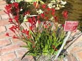 Red Kangaroo Paw is a perennial herbaceous plant with strappy leaves, growing to about 0.3 m tall, with flower stems about 1 m tall. The flowers are red or burgundy and are produced in summer and...