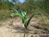 Green Kangaroo Paw is a perennial herbaceous plant with strappy leaves, growing to about 0.3 m tall, with flower stems about 0.8 m tall. The flowers are yellow-green and are produced in winter and...