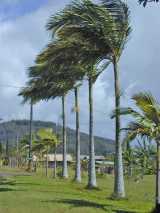 The Alexandra Palm is an elegant self-cleaning palm with a pale green crownshaft. The pinnate fronds are green above and paler silvery green below, and grow to about two metres long. The trunk is...