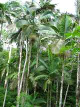 The Walsh River Palm is the largest of the Archontophoenix species growing to twenty five metres tall with a trunk diameter of up to 30 cm (although the Mount Lewis King Palm A. purpurea is of...