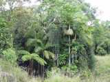 The Myola Palm is a tall palm growing to about twenty metres tall with a trunk diameter of up to 30 cm, and broader at the base. The pinnate fronds are green above with silvery scales on the lower...