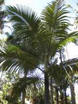 The Mount Lewis King Palm grows to about twenty five metres tall and has a trunk that grows to about 30 cm in diameter and broadens at the base. The fronds are pinnate and grow to about four metres...