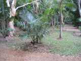The Australian Arenga Palm is a clumping palm that grows to twenty metres tall. The plant suckers from the base and individual trunks can grow to about 30 cm in diameter. The fronds are pinnate, dark...