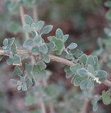 Atriplex amnicola