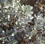 Atriplex vesicaria