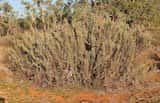 Atriplex nummularia