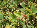 Atriplex semibaccata