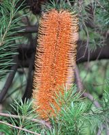 Banksia 'Giant Candles'