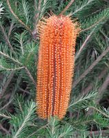 Banksia 'Austraflora Yellow Wing'