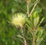 Banksia anatona