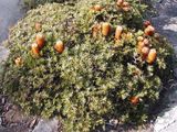 Banksia spinulosa 'Coastal Cushion'