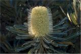 Banksia aemula