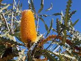 Banksia ashbyi