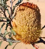 Banksia audax