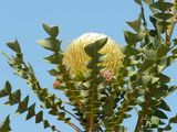 Banksia baxteri