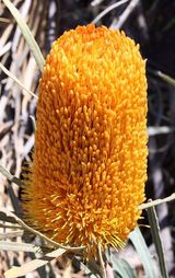 Banksia benthamiana