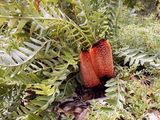 Banksia blechnifolia