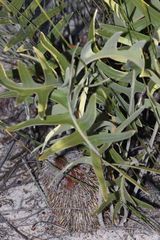 Banksia chamaephyton